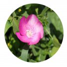 DwarfGiantFarm 200Pcs A Set Callirhoe involucrata Seed Prodgf