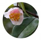 DwarfGiantFarm 50Pcs A Set Camellia euryoides Seed  Prodgf