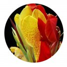 DwarfGiantFarm 200Pcs A Set Canna orchiodes Bailey Seed Prodgf