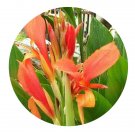 DwarfGiantFarm 200Pcs A Set Canna edulis Seed Prodgf
