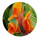 DwarfGiantFarm 200Pcs A Set Canna generalis Striatus Seed Prodgf