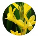 DwarfGiantFarm 200Pcs A Set Canna glauca Seed Prodgf