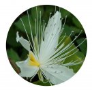 DwarfGiantFarm 200Pcs A Set Capparis micracantha Seed Prodgf