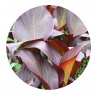 DwarfGiantFarm 200Pcs A Set Canna warscewiezii Seed Prodgf