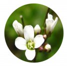 DwarfGiantFarm 200Pcs A Set Cardamine hirsuta Seed Prodgf