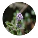 DwarfGiantFarm 200Pcs A Set Cardamine urbaniana O. E. Schulz Seed Prodgf