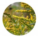 DwarfGiantFarm 200Pcs A Set Common Goldenrod Seed Prodgf