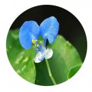 DwarfGiantFarm 200Pcs A Set Commelina bengalensis Seed  Prodgf