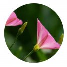 DwarfGiantFarm 200Pcs A Set Convolvulus arvensis Seed  Prodgf
