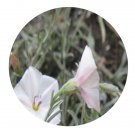 DwarfGiantFarm 200Pcs A Set Convolvulus ammannii Seed Prodgf