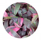 DwarfGiantFarm 200Pcs A Set Cordyline fruticosa Seed Prodgf