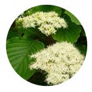 DwarfGiantFarm 200Pcs A Set Cornus controversa Hemsl. Seed Prodgf