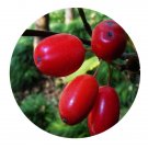 DwarfGiantFarm 200Pcs A Set Cornus officinalis Seed Prodgf