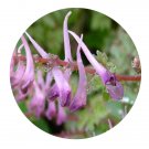 DwarfGiantFarm 200Pcs A Set Corydalis sheareri S.Moore Seed Prodgf