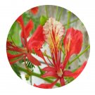 DwarfGiantFarm 200Pcs A Set Delonix regia Seed Prodgf