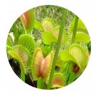 DwarfGiantFarm 200Pcs A Set Dionaea muscipula Seed Prodgf