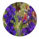 DwarfGiantFarm 200Pcs A Set Delphinium grandiflorum Seed  Prodgf