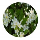 DwarfGiantFarm 200Pcs A Set Deutzia crenata Seed  Prodgf