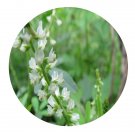 DwarfGiantFarm 200Pcs A Set Melilotus albus Medic. ex Desr Seed  Prodgf