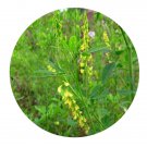 DwarfGiantFarm 200Pcs A Set Melilotus suaveolens Ledeb Seed Prodgf