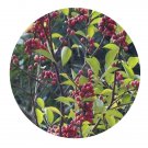 DwarfGiantFarm 200Pcs A Set Meliosma fordii Hemsl Seed Prodgf