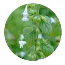 DwarfGiantFarm 200Pcs A Set Melissa axillaris Seed  Prodgf