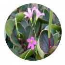 DwarfGiantFarm 200Pcs A Set Peperomia clusiifolia Seed  Prodgf