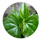 DwarfGiantFarm 200Pcs A Set Peperomia pellucida Seed Prodgf