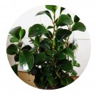 DwarfGiantFarm 200Pcs A Set Peperomia magnolifolia Seed  Prodgf