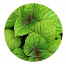 DwarfGiantFarm 200Pcs A Set Perilla frutescens Seed  Prodgf