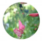 DwarfGiantFarm 200Pcs A Set Penstemon barbatus Seed Prodgf