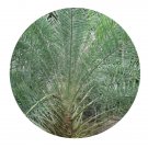 DwarfGiantFarm 200Pcs A Set Phoenix sylvestris Seed  Prodgf