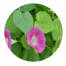 DwarfGiantFarm 200Pcs A Set Pharbitis purpurea Seed  Prodgf