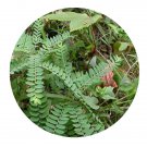 DwarfGiantFarm 200Pcs A Set Phyllanthus chekiangensis Seed Prodgf