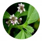 DwarfGiantFarm 200Pcs A Set Phyla nodiflora Seed Prodgf