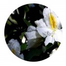 DwarfGiantFarm 2000Pcs A Set Rhododendron hancockii Hemsl. Seed Prodgf