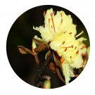 DwarfGiantFarm 2000Pcs A Set Rhododendron rupicola W Seed Prodgf