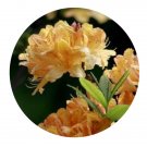 DwarfGiantFarm 200Pcs A Set Rhododendron molle jingzhizhu Seed  Prodgf