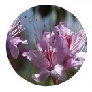 DwarfGiantFarm 200Pcs A Set Rhododendron yunnanense Franc Seed Prodgf