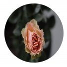 DwarfGiantFarm 500Pcs A Set Antique Lace Rosa chinensis Flower Seed Prodgf