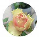 DwarfGiantFarm 500Pcs A Set Pitahaya Rosa chinensis Flower Seed Prodgf
