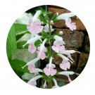 DwarfGiantFarm 200Pcs A Set Salvia coccinea Coral Nymph Seed  Prodgf