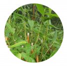 DwarfGiantFarm 200Pcs A Set D.semiscandens Hsueh et Seed  Prodgf