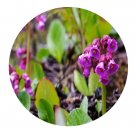 DwarfGiantFarm 200Pcs A Set Cynoglossum triste Seed   Prodgf