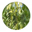 DwarfGiantFarm 200Pcs A Set Dalbergia sissoo Roxb Seed    Prodgf