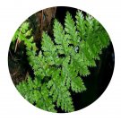 DwarfGiantFarm 200Pcs A Set Davallia formosana Seed   Prodgf