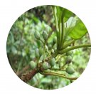 DwarfGiantFarm 200Pcs A Set Daphiodhanins calyciphylline Seed  Prodgf