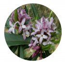 DwarfGiantFarm 200Pcs A Set Daphne tangutica Seed Prodgf