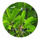 DwarfGiantFarm 200Pcs A Set Daphniphyllum macropodum Seed  Prodgf