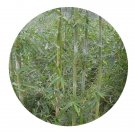 DwarfGiantFarm 200Pcs A Set D.barbatus Hsueh et D.Z.Li Seed  Prodgf
